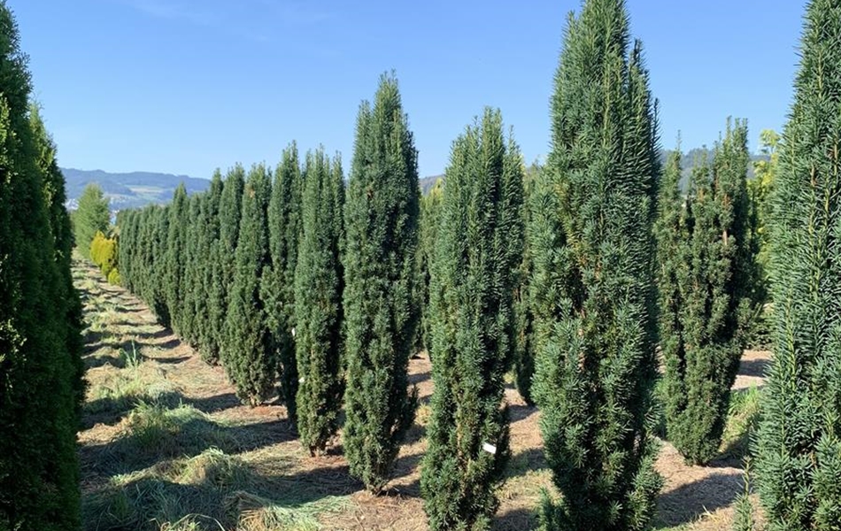 Taxus baccata 'Fastigiata Robusta'