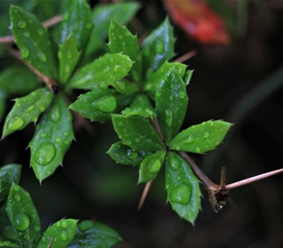 Berberis verruculosa