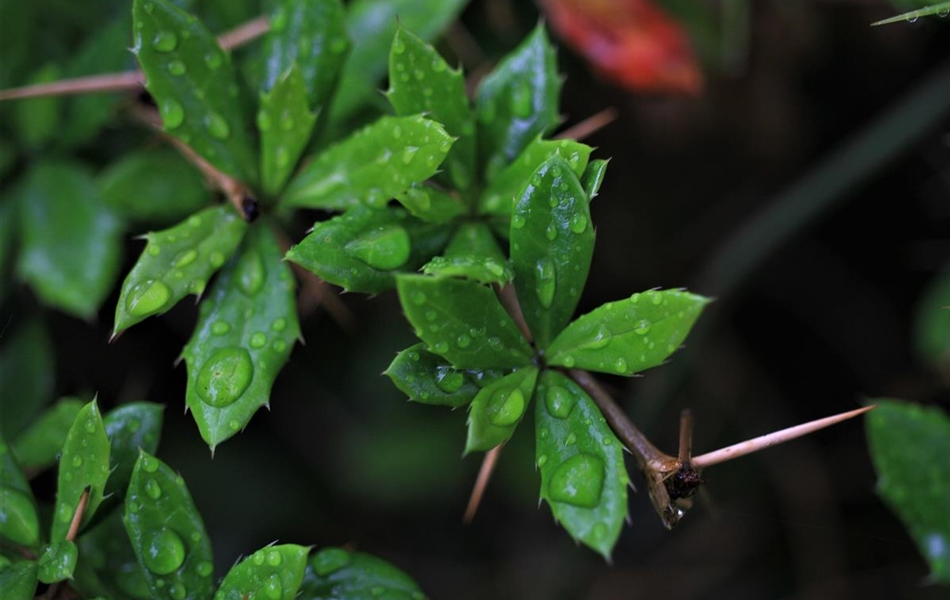 Berberis verruculosa