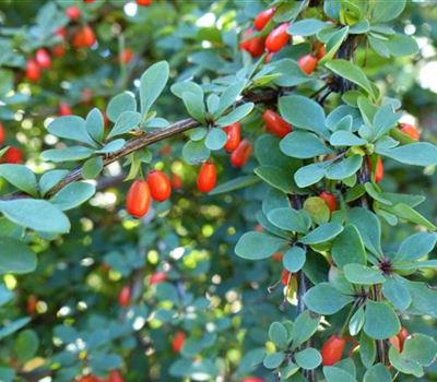 Berberis thunbergii