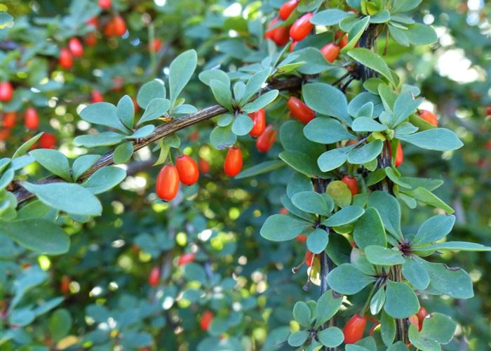 Berberis thunbergii