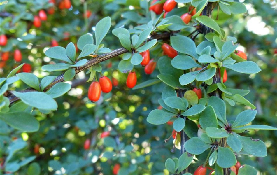 Berberis thunbergii