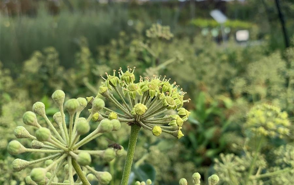 Hedera helix 'Arborescens'