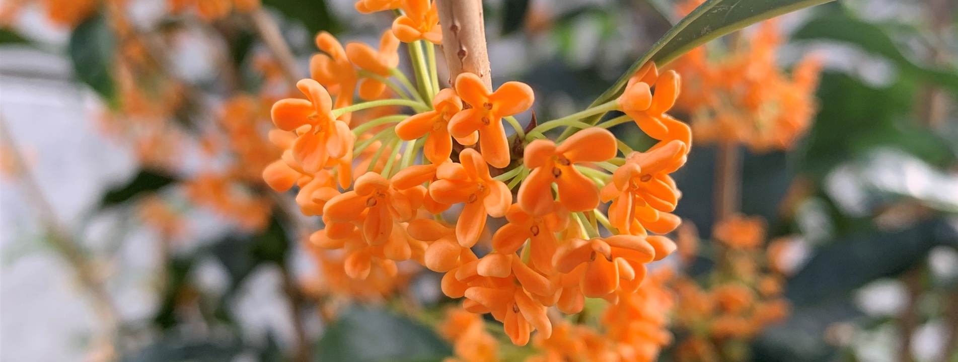 Osmanthus fragrans f. aurantiacus