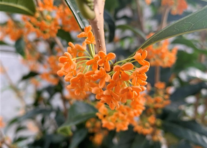 Osmanthus fragrans f. aurantiacus