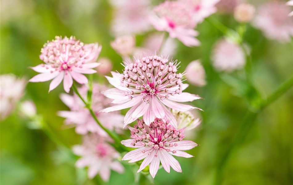 Astrantia major 'Roma'