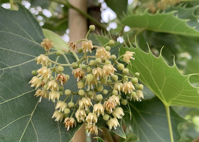 Tilia henryana