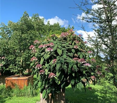 Hydrangea aspera 'Macrophylla' Nr. 175