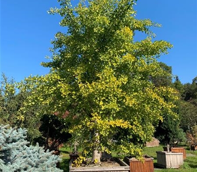 Ginkgo biloba Nr. 258