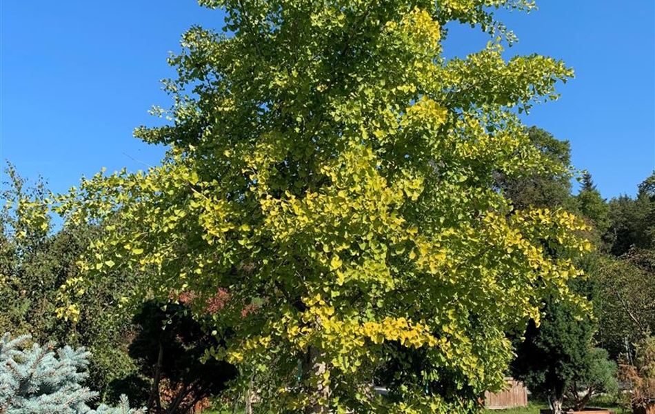 Ginkgo biloba Nr. 258