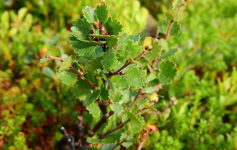 Betula nana