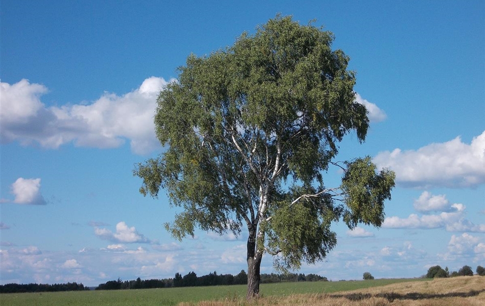 Betula pendula