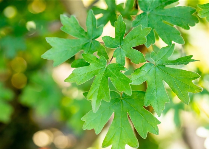 Feldahorn (Acer campestre)