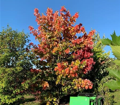 Acer rubrum Nr. 109