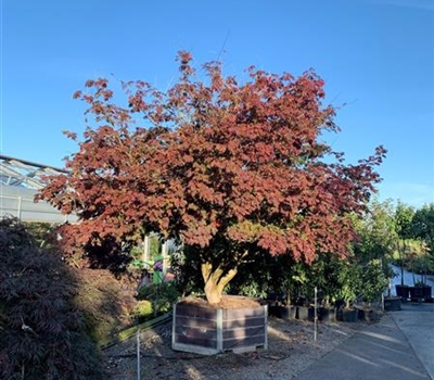 Acer japonicum 'Aconitifolium' Nr. 30