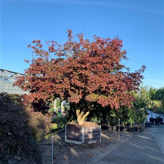 Acer japonicum 'Aconitifolium' Nr. 30