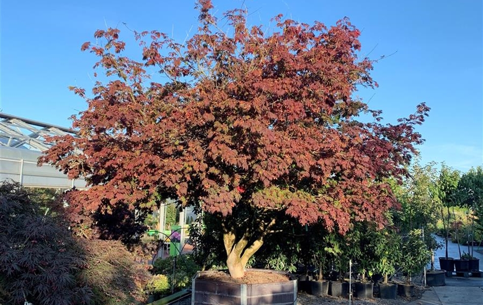 Acer japonicum 'Aconitifolium' Nr. 30