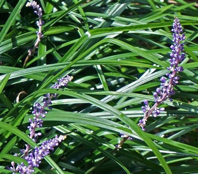 Liriope muscari 'Evergreen Giand'