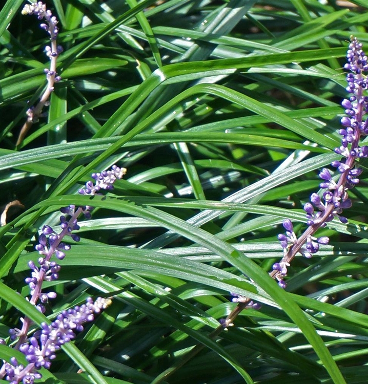 Garten-Glöckchentraube 'Evergreen Giant'