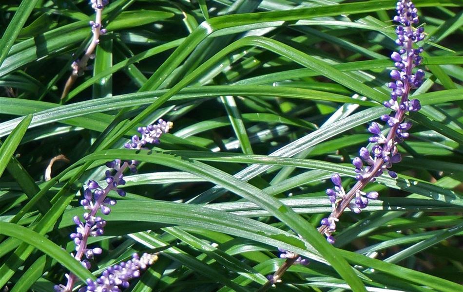 Liriope muscari 'Evergreen Giand'