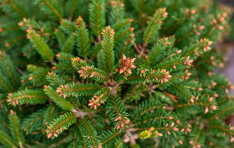 Picea abies 'Ohlendorffii'