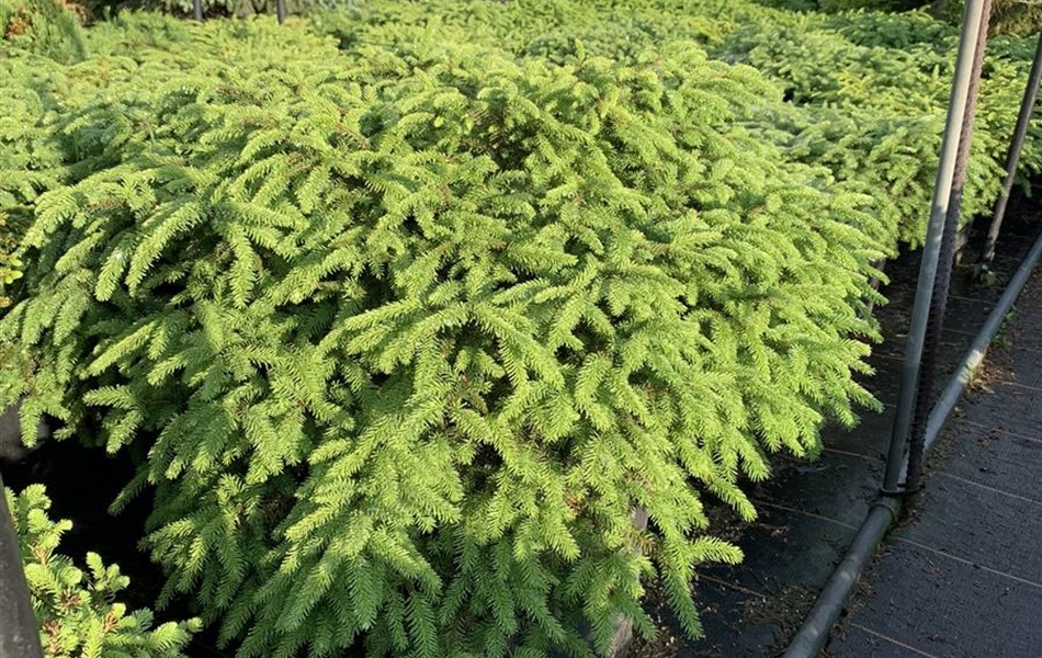 Picea abies 'Nidiformis'