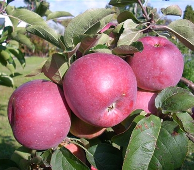 Malus domestica 'Admiral'