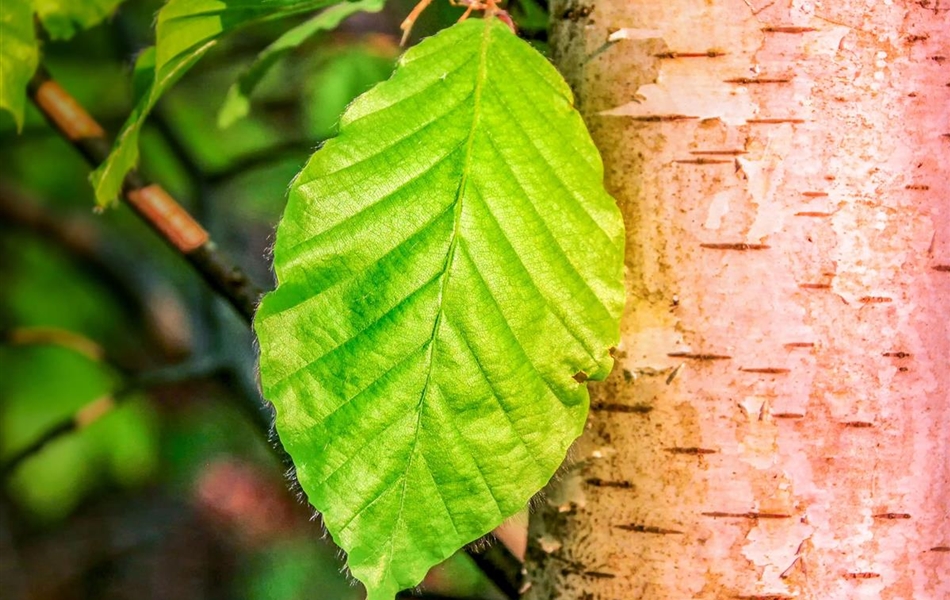 Betula utilis 'Doorenbos'