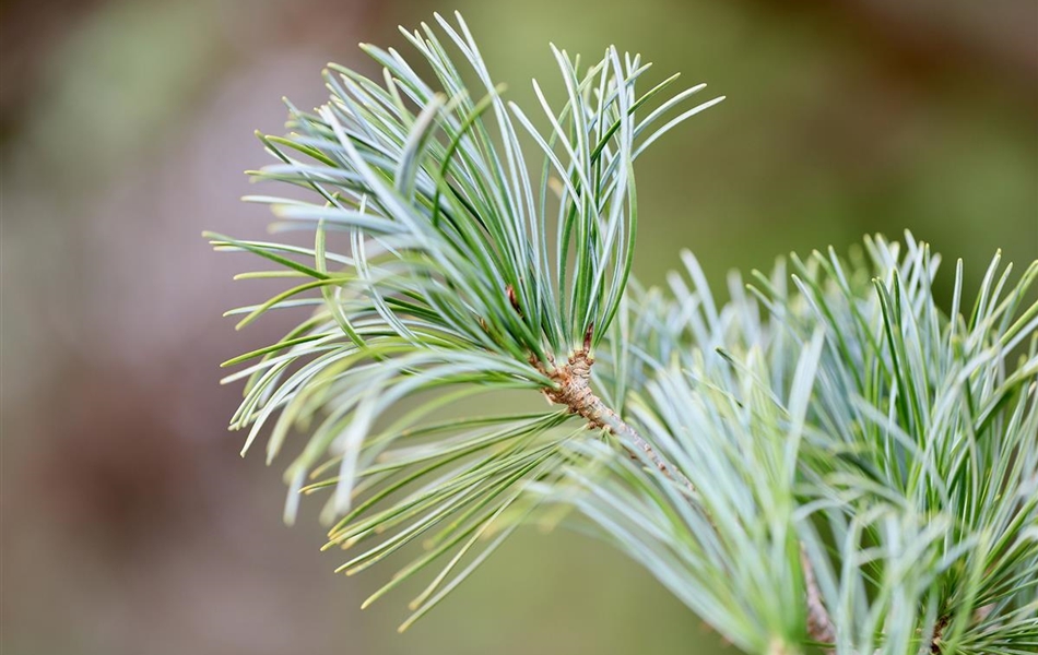 Pinus cembra 'Glauca'