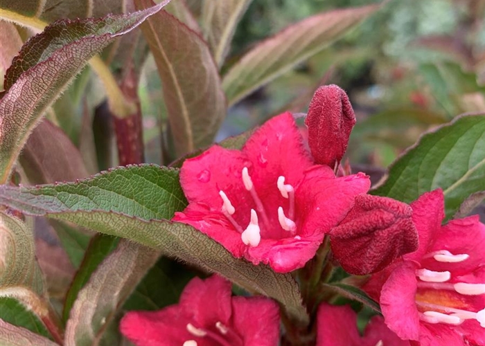 Weigela 'Bristol Ruby'