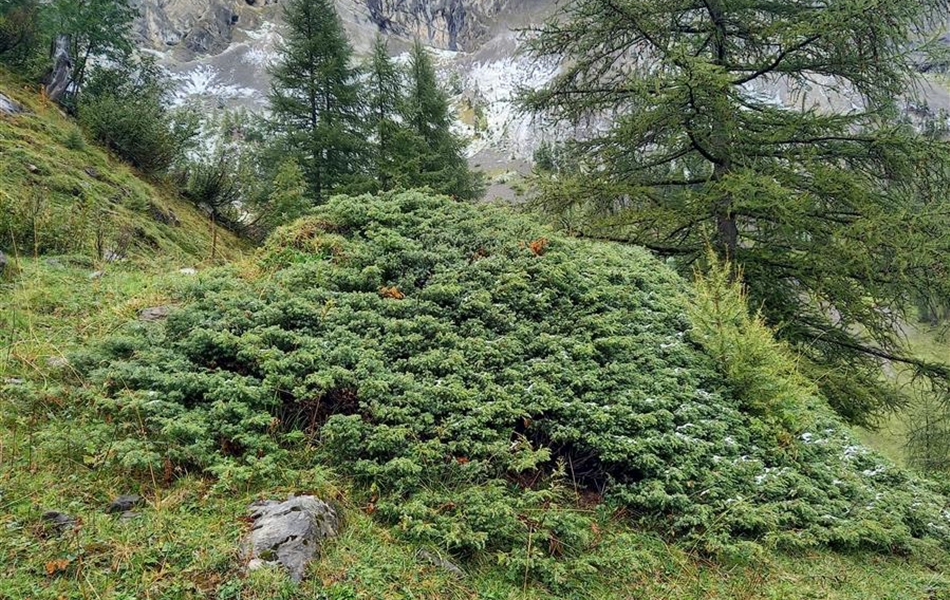 Juniperus communis 'Repanda'