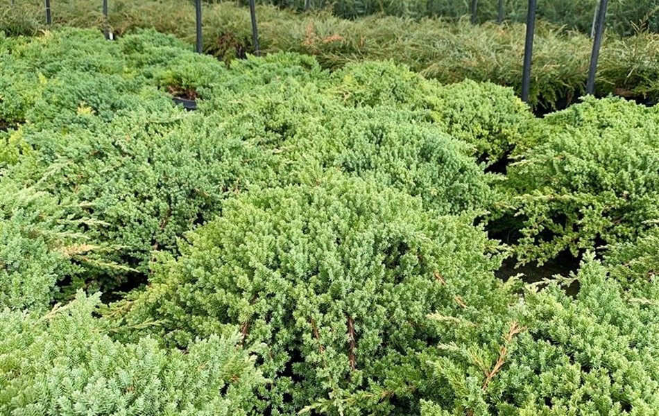 Juniperus procumbens 'Nana'