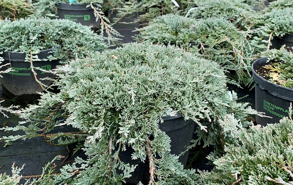 Juniperus horizontalis 'Icee Blue'