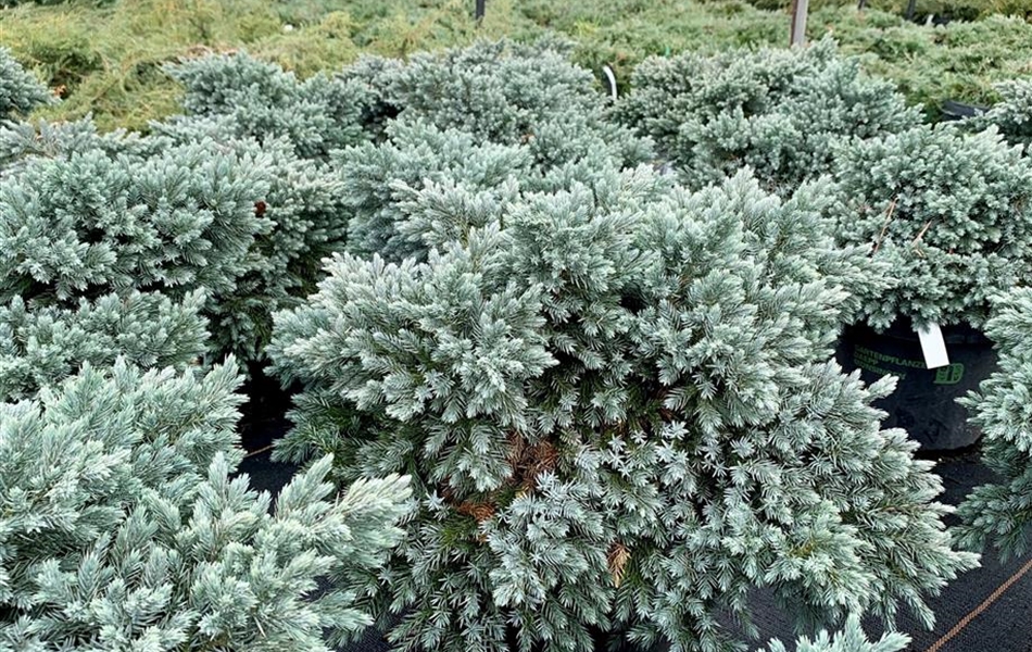 Juniperus squamata 'Blue Star'