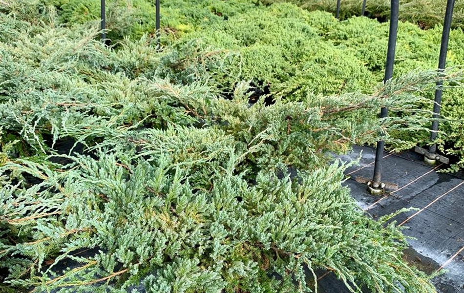 Juniperus squamata 'Blue Carpet'