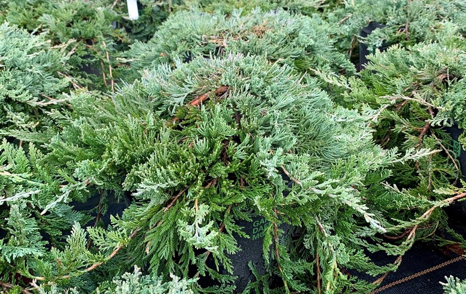 Juniperus horizontalis 'Wiltonii'