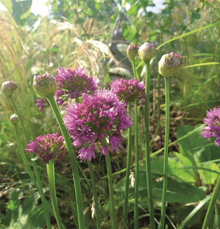 Daepp's Münsinger Klimablumenmischung pro m2