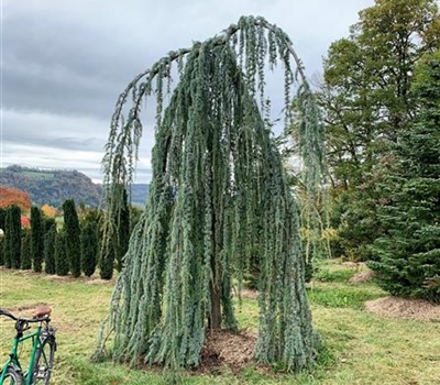 Cedrus libani 'Glauca Pendula' Nr. 328