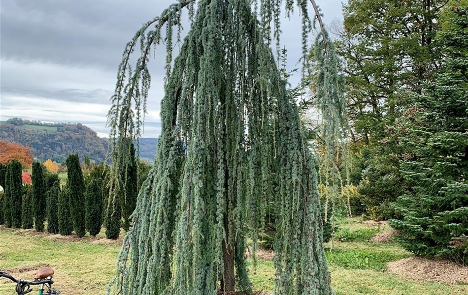 Cedrus libani 'Glauca Pendula' Nr. 328