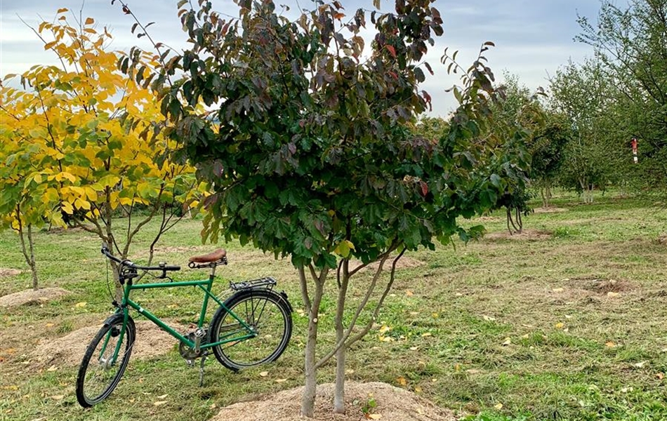 Parrotia persica Nr. 185