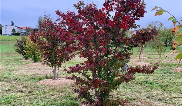 Zelkova serrata Freiland