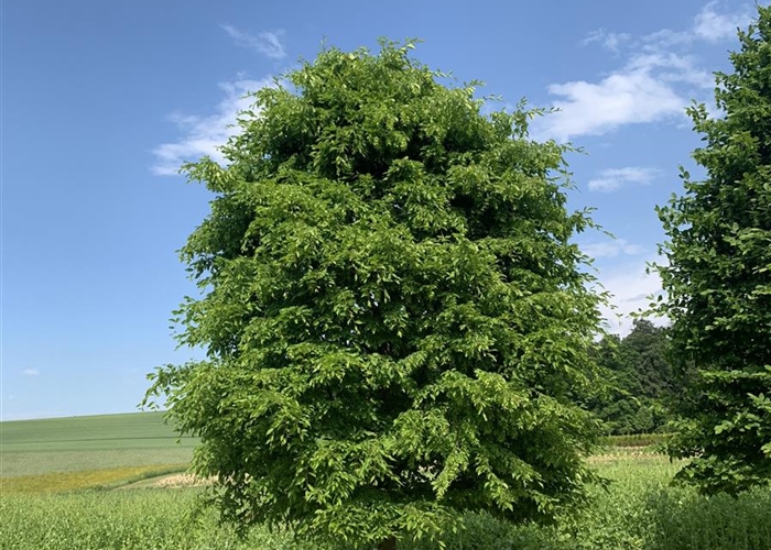 Hainbuche (Carpinus betulus)