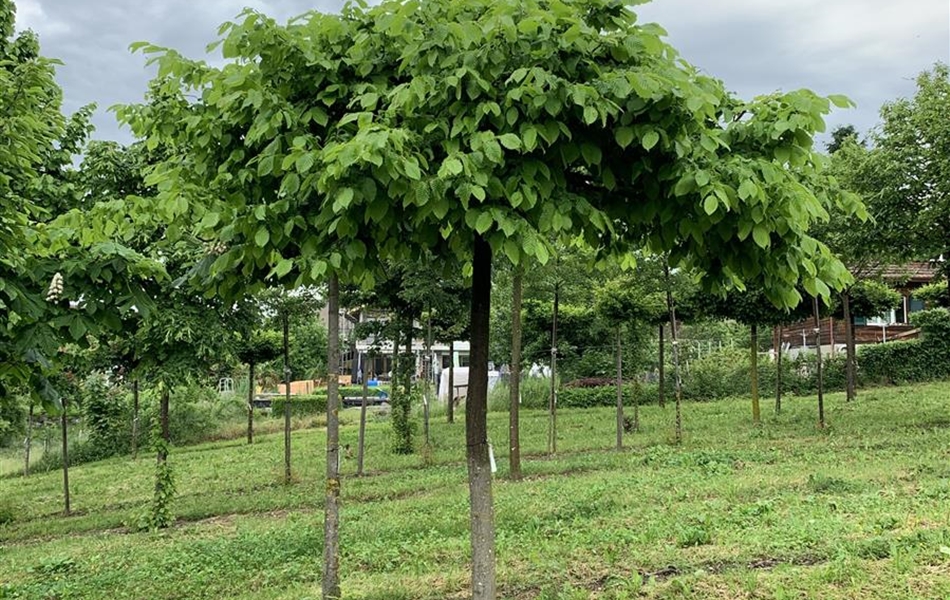 Carpinus betulus 'Fastigiata' schirmförmig