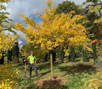 Ginkgo biloba Nr. 434