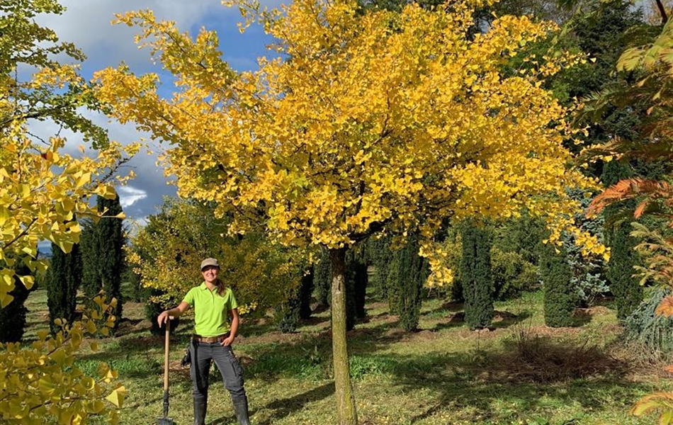 Ginkgo biloba Nr. 434