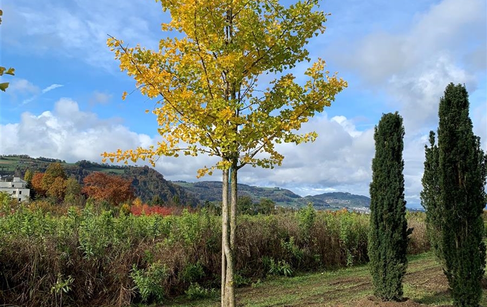 Ginkgo biloba Nr. 473