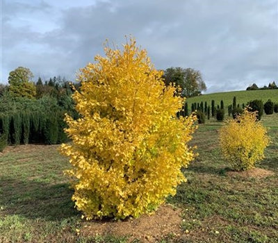 Ginkgo biloba 'Fastigiata Blagon' Nr. 430