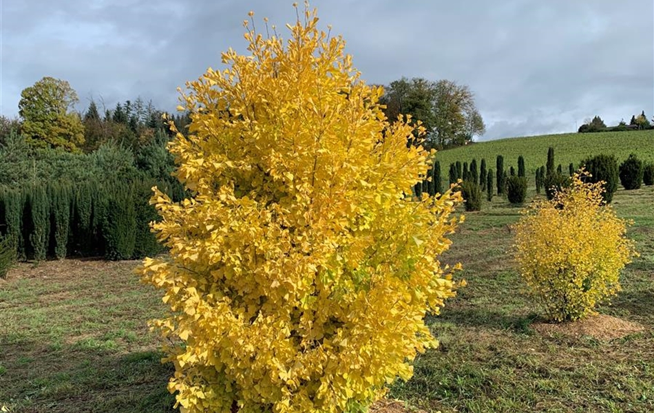 Ginkgo biloba 'Fastigiata Blagon' Nr. 430