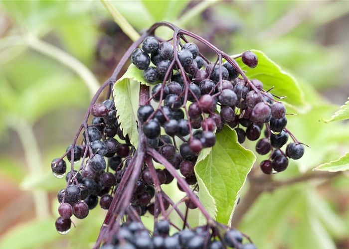 Sambucus nigra