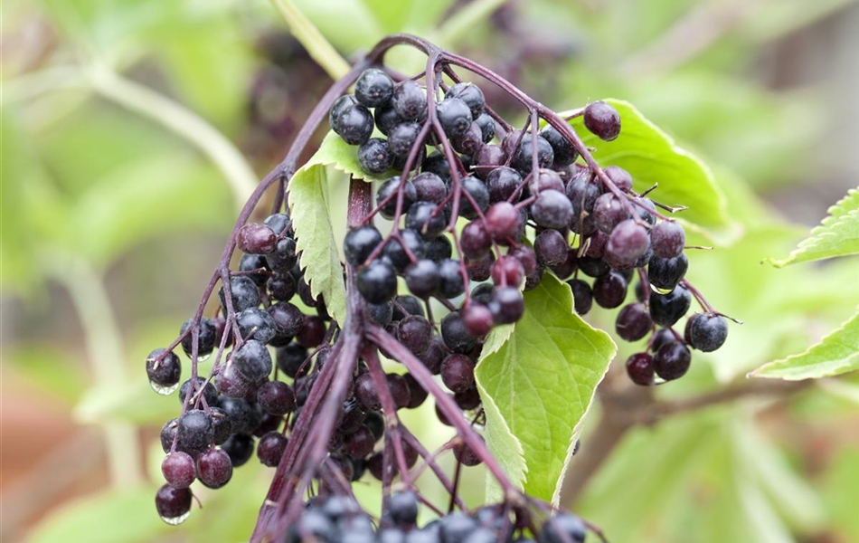 Sambucus nigra